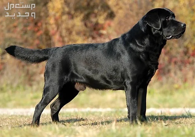 تعرف على كلاب لابرادور الأليفة والرائعة في اليَمَن كلب لابرادور أسود
