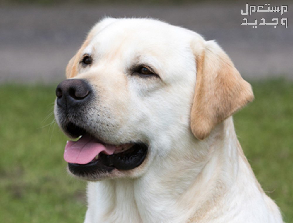 تعرف على كلاب لابرادور الأليفة والرائعة في اليَمَن ابتسامة كلب لابرادور