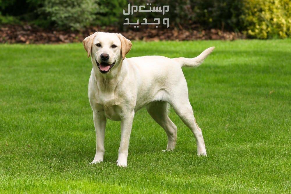 تعرف على كلاب لابرادور الأليفة والرائعة تدريب كلب لابرادور