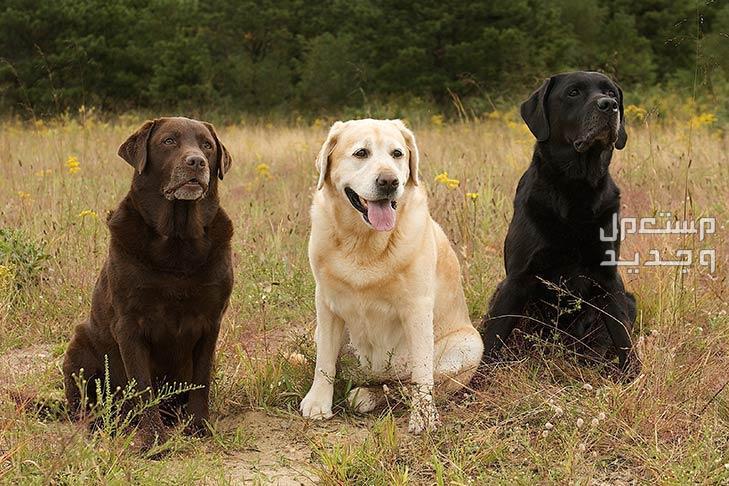 تعرف على كلاب لابرادور الأليفة والرائعة في اليَمَن كلاب لابرادور بألوانها الثلاثة