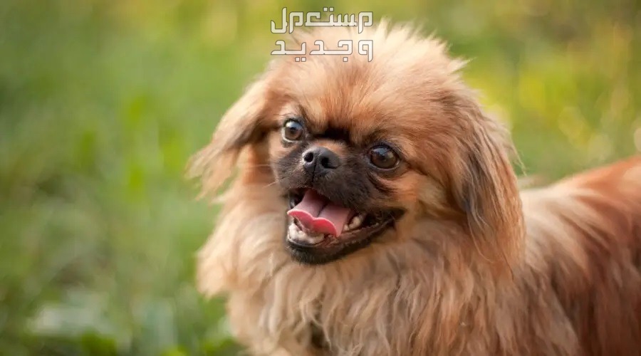 تعرف على كل ما يخص كلب بيكينيز الصغير كلب بيكينيز ينبح