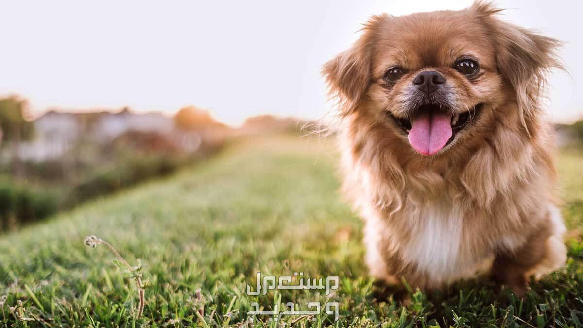 تعرف على كل ما يخص كلب بيكينيز الصغير كلب بيكينيز الصغير