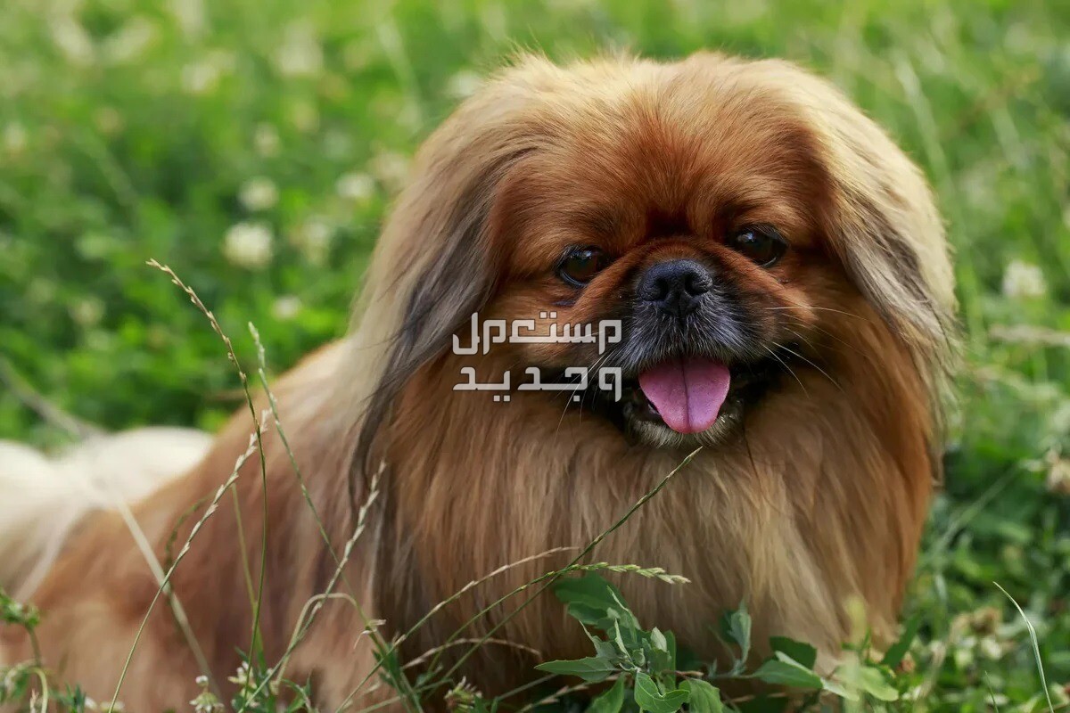 تعرف على كل ما يخص كلب بيكينيز الصغير في تونس كلب بيكينيز جالس
