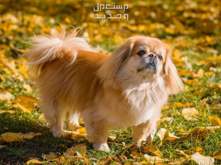 تعرف على كل ما يخص كلب بيكينيز الصغير كلب بيكينيز رائع