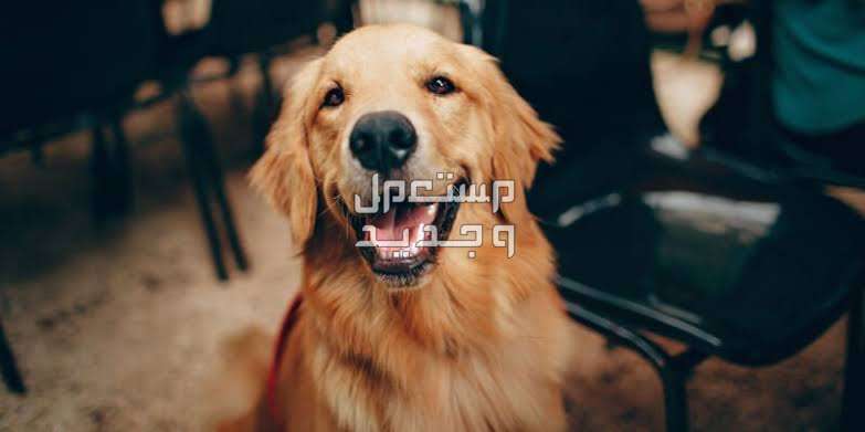 تعرف على اسماء انواع الكلاب المختلفة وأهم مميزاتهم في الأردن كلب جولدن