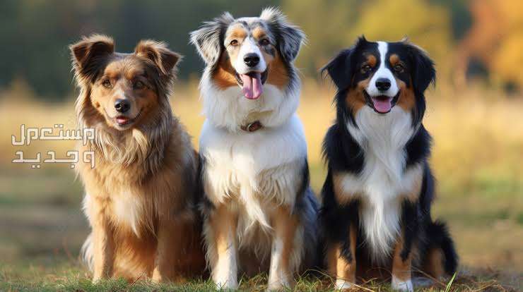 تعرف على اسماء انواع الكلاب المختلفة وأهم مميزاتهم في الأردن كلب الراعي الاسترالي