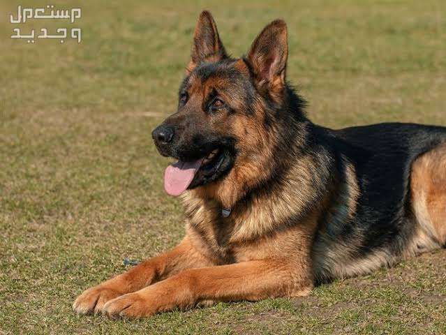 تعرف على اسماء انواع الكلاب المختلفة وأهم مميزاتهم في الأردن كلب الراعي الألماني