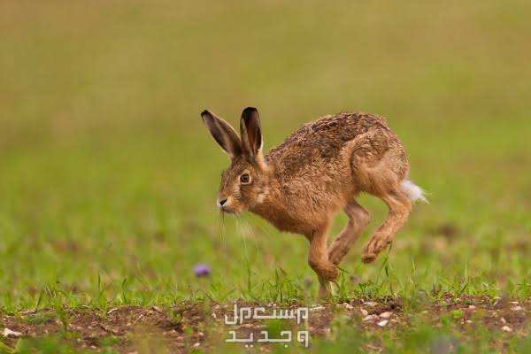 ارانب بريه تعرف على كل شيء يخصهم أرنب بري يقفز