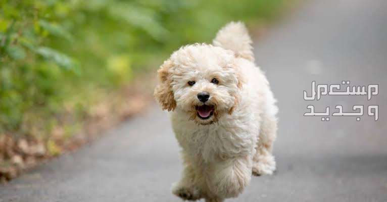 تعرف على كلب مالتيبو الصغير طريقة ركض رائعة لكلب المالتيبو