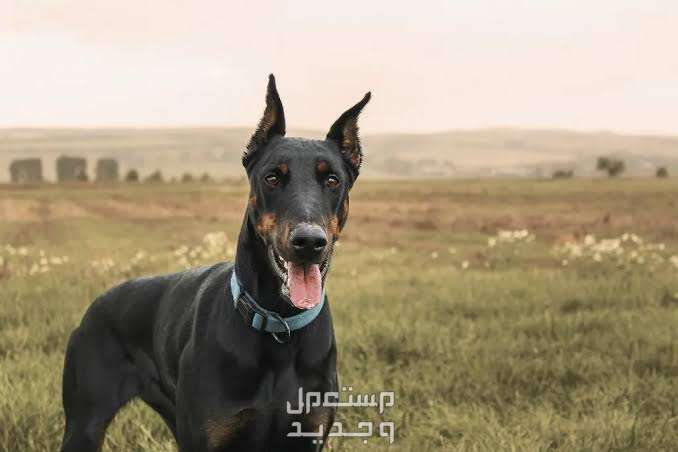 دليل شامل عن جميع انواع الكلاب الشرسه وكيفية تدريبهم كلب الدوبرمان