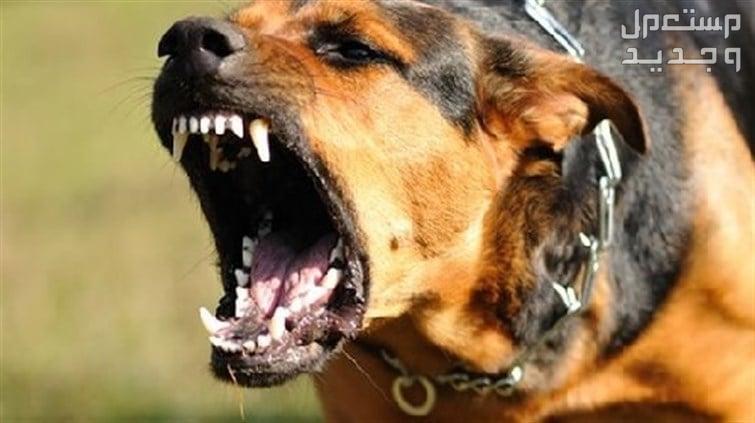 دليل شامل عن جميع انواع الكلاب الشرسه وكيفية تدريبهم كلب الراعي الألماني
