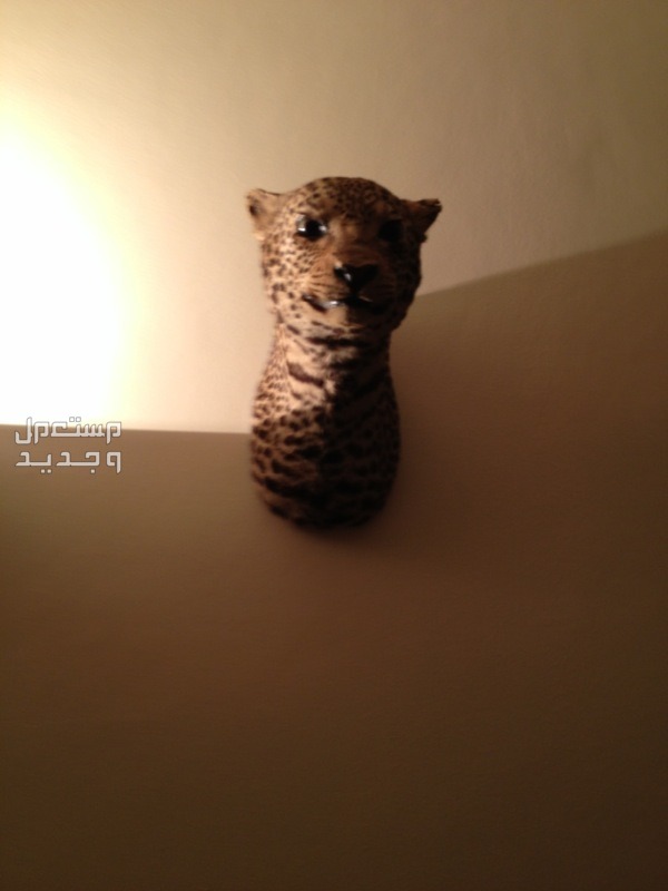 رأس حقيقي  للنمر العربي ( محنط ) تحفة فنية نادرة التواجد