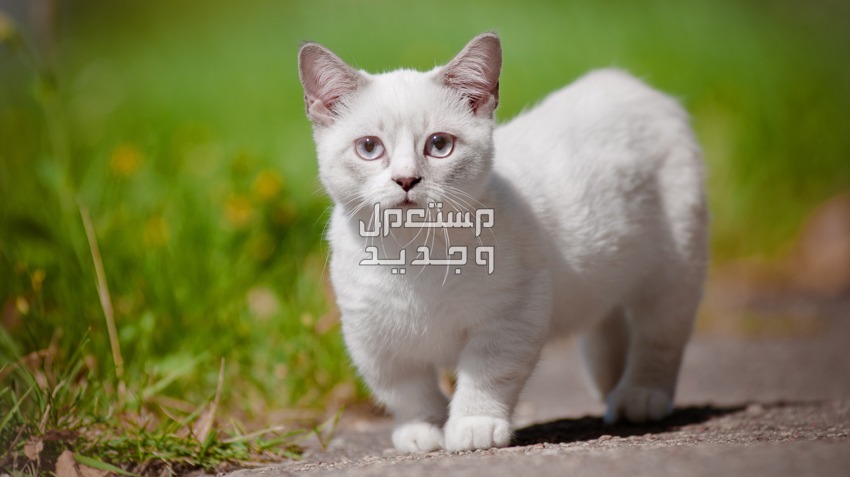 تعرف على قطط مونتشكين وخصائصها الجسدية المميزة قطة مونتشكين بيضاء