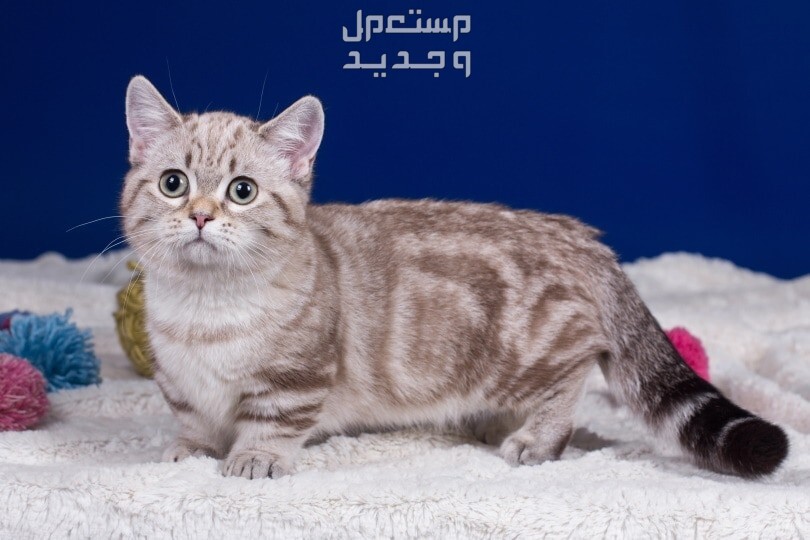 تعرف على قطط مونتشكين وخصائصها الجسدية المميزة قطة صغيرة لطيفة