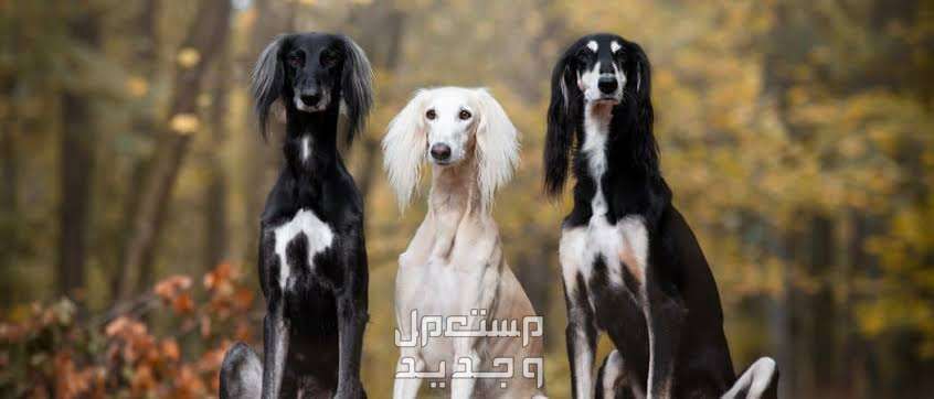 تعرف على كلاب السلوقي الصيادة وأبرز مميزاتهم في السعودية كلاب السلوقي