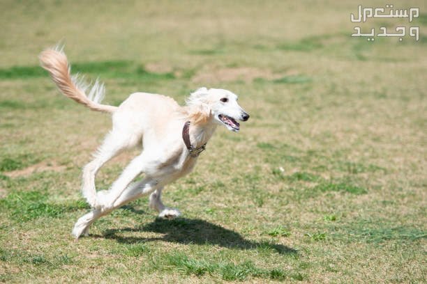تعرف على كلاب السلوقي الصيادة وأبرز مميزاتهم في السعودية كلب سلوقي يرقض بسرعة