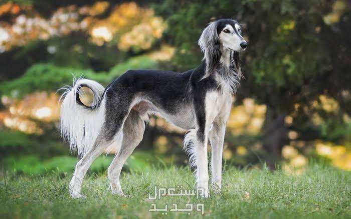 تعرف على كلاب السلوقي الصيادة وأبرز مميزاتهم في السعودية تركيز كلب السلوقي