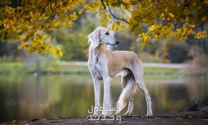 تعرف على كلاب السلوقي الصيادة وأبرز مميزاتهم في المغرب يتملك كلب السلوقي جسم نحيف