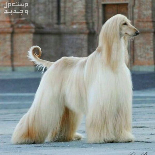 شاهد وتعرف على اجمل الكلاب في العالم في السعودية كلب الصيد الأفغاني