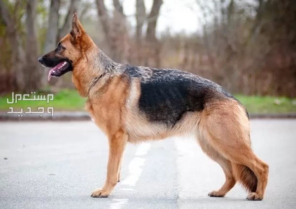 شاهد وتعرف على اجمل الكلاب في العالم في السعودية كلب الراعي الألماني