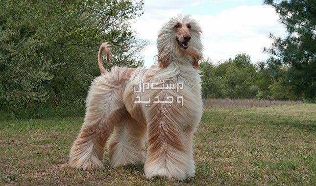 شاهد وتعرف على اجمل الكلاب في العالم اجمل الكلاب في العالم