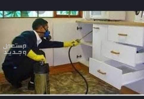 شركة مكافحة ورش حشرات بالمدينة المنورة