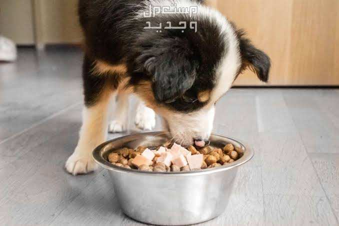 دليل شامل عن كلاب بوردر كولي وكيفية الإعتناء بهم تغذية بوردر كولي