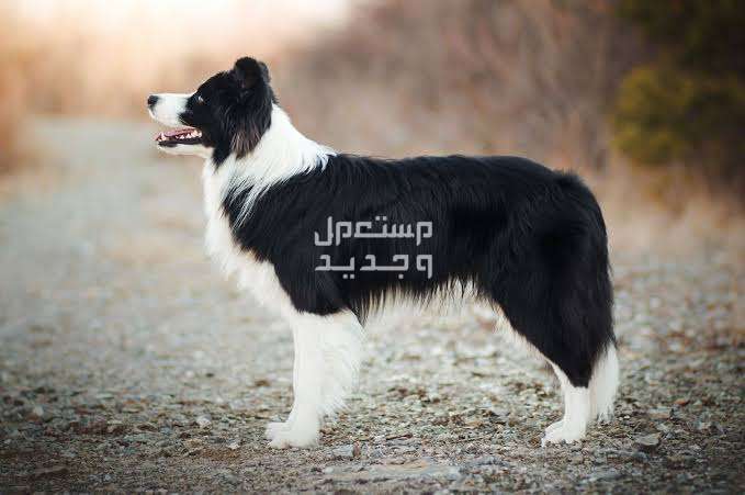 دليل شامل عن كلاب بوردر كولي وكيفية الإعتناء بهم الخصائص الجسدية لكلب كولي