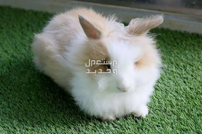 تعرف على ارانب انجورا اللطيفة وأبرز المعلومات عنهم أرنب أنجورا متوسط الحجم
