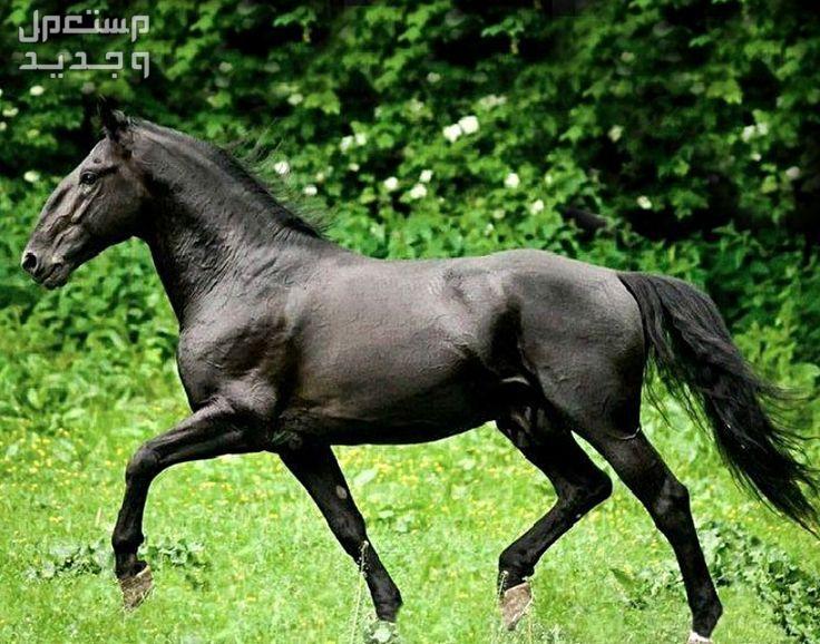 روعة الخيول الإنجليزية الأصيلة تعرف عليها خيل إنجليزي أسود