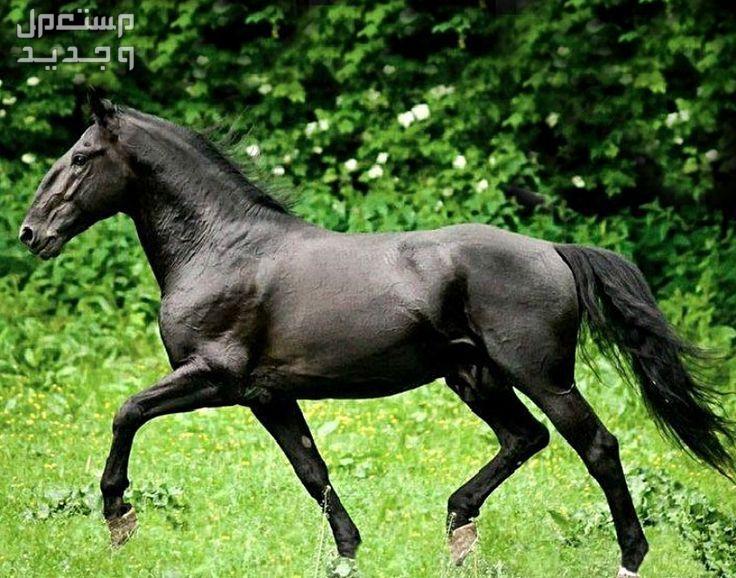 روعة الخيول الإنجليزية الأصيلة تعرف عليها في الأردن خيل إنجليزي أسود