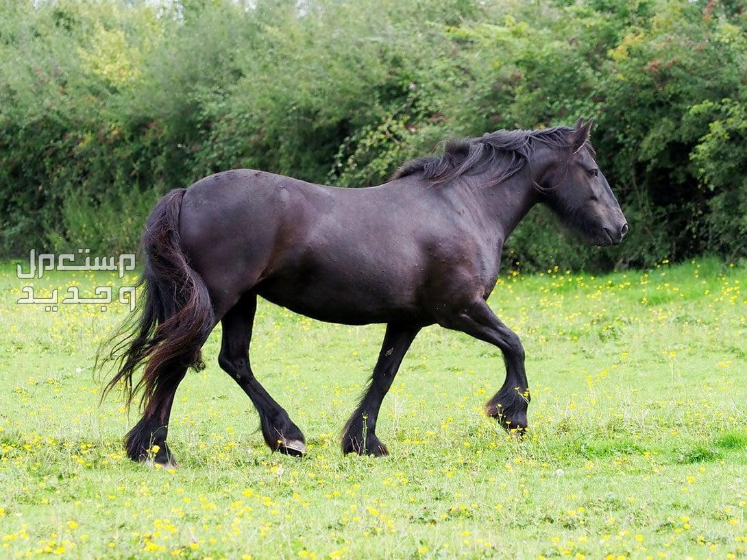 روعة الخيول الإنجليزية الأصيلة تعرف عليها في الإمارات العربية المتحدة الخيول الإنجليزية الأصيلة