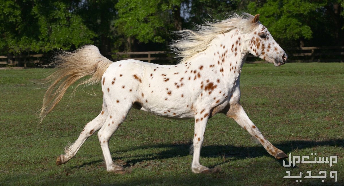 روعة الخيول الإنجليزية الأصيلة تعرف عليها خيول بوني الأمريكية