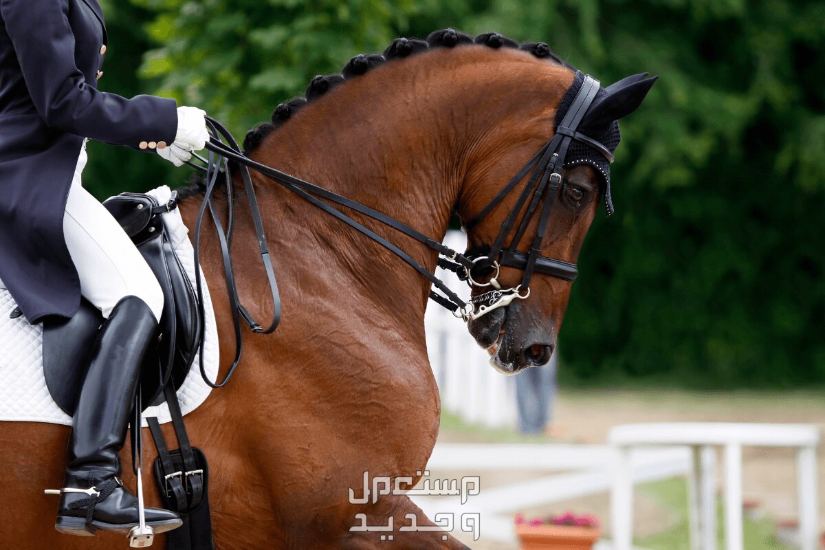 روعة الخيول الإنجليزية الأصيلة تعرف عليها في عمان خيول سباق