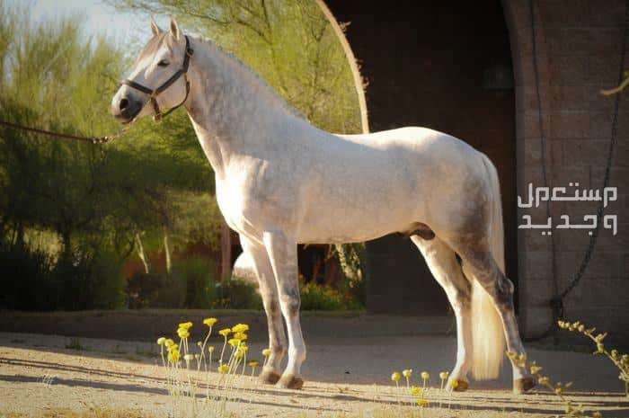 روعة الخيول الإنجليزية الأصيلة تعرف عليها في الإمارات العربية المتحدة خيول كونيمارا