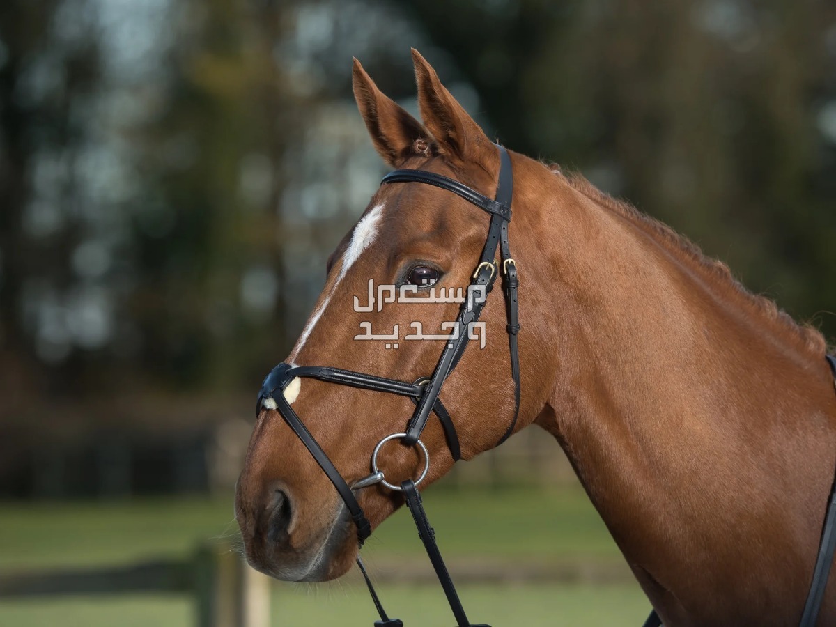روعة الخيول الإنجليزية الأصيلة تعرف عليها في الأردن الخيول الإنجليزية