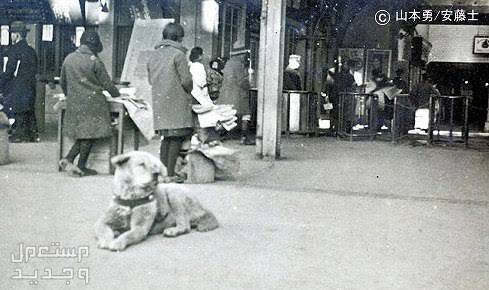 هاتشي حكاية كلب مخلص ظل ينتظر صديقه المتوفي: تعرف على القصة كاملة هاتشي جالس أمام محطة القطار