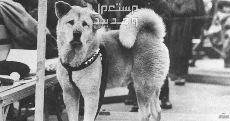 هاتشي حكاية كلب مخلص ظل ينتظر صديقه المتوفي: تعرف على القصة كاملة صورة حقيقة لهاتشي