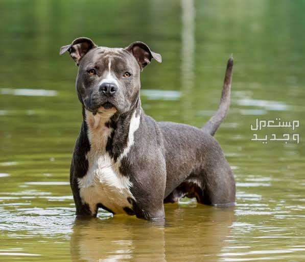 تعرف على انواع الكلاب البيتبول القوية في السعودية ستافوردشاير ترير الأمريكي