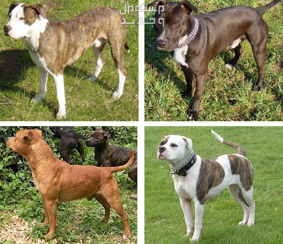 تعرف على انواع الكلاب البيتبول القوية في السعودية كلاب بيتبول متنوعة