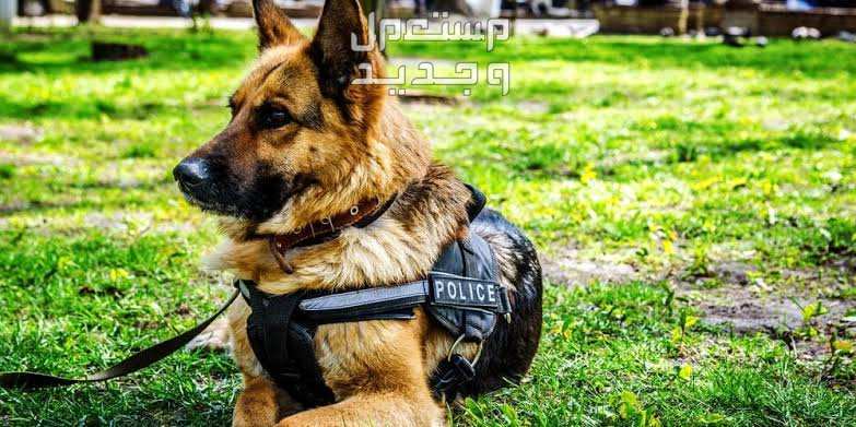 دليل شامل عن كلاب k9 وخصائصها المميزة في السعودية كلب الراعي الألماني