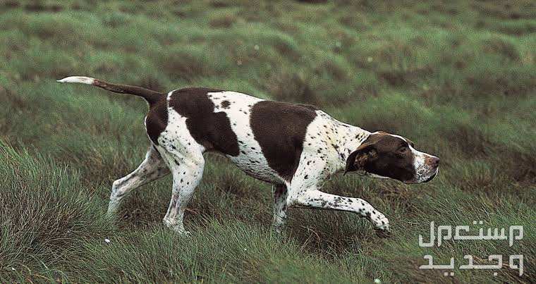 دليل شامل عن كلاب k9 وخصائصها المميزة كلاب بوينتر