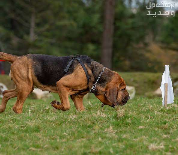 دليل شامل عن كلاب k9 وخصائصها المميزة كلاب بلودهاوند
