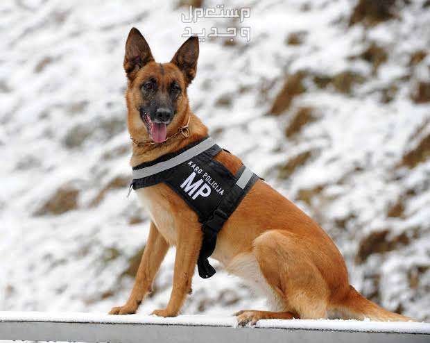 دليل شامل عن كلاب k9 وخصائصها المميزة في السعودية كلب مالينو البلجيكي