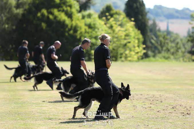 دليل شامل عن كلاب k9 وخصائصها المميزة كلاب بوليسي