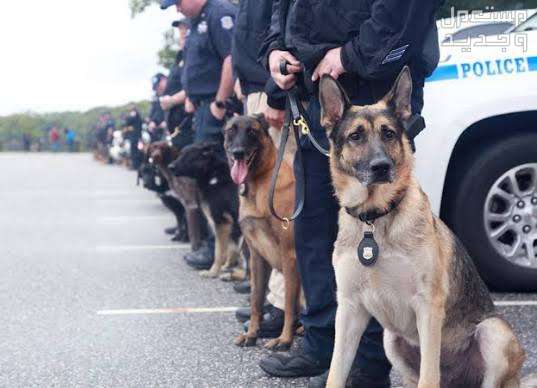 دليل شامل عن كلاب k9 وخصائصها المميزة كلاب k9