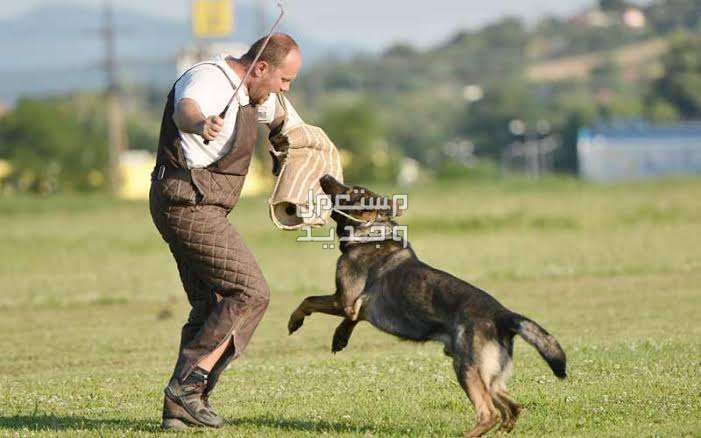 دليل شامل عن كلاب k9 وخصائصها المميزة تدريب كلاب k9