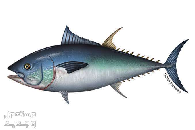 تعرف على انواع اسماك التونه المختلفة في جيبوتي سمكة الزعنفاء الزرقاء