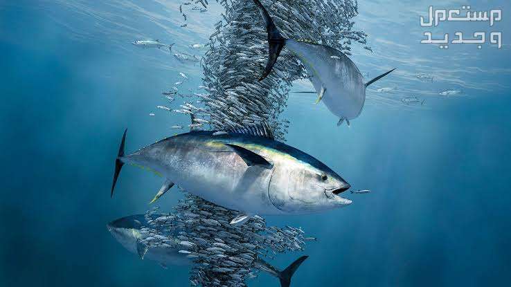 تعرف على انواع اسماك التونه المختلفة في جيبوتي انواع اسماك التونه