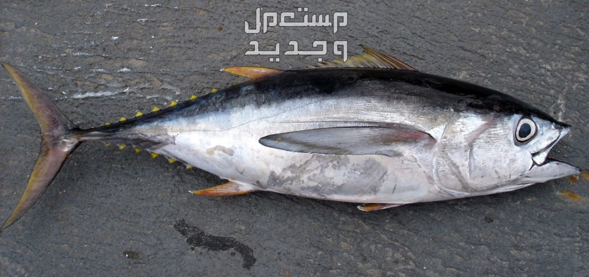 تعرف على انواع اسماك التونه المختلفة في جيبوتي سمكة الجاحظ